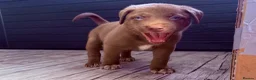 Mixed Breed dogs for sale: Gorgeous Siberian Shepsky x Weimaraner Puppies  - Advert 5