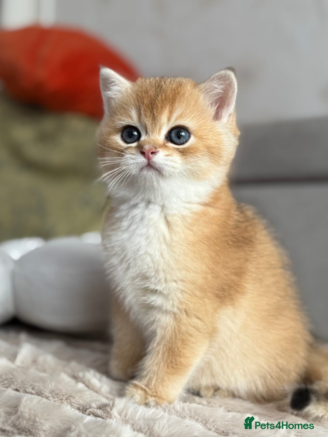 British Shorthair cats for sale: 🌟 Last two beautiful  Golden BSH girls 🌟 - Advert 22