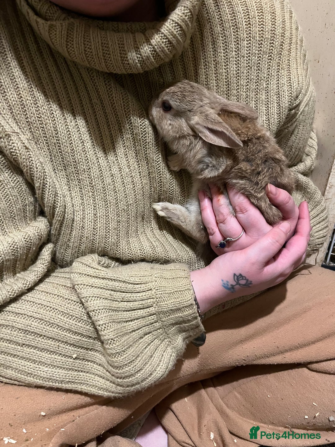 Netherland Dwarf rabbits for sale: Netherlands Dwarf / Minilop  - Advert 4