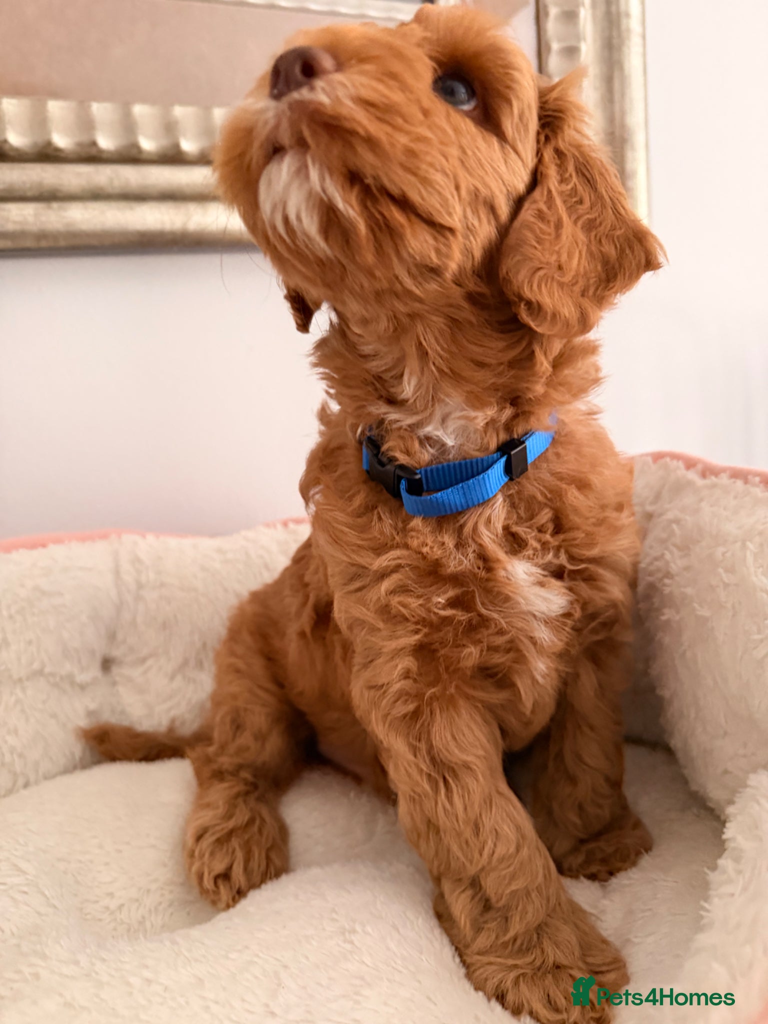 Australian Labradoodle dogs Australian Labradoodles Multigenerational  - Advert 1