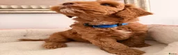 Australian Labradoodle dogs for sale: Australian Labradoodles Multigenerational  - Advert 2
