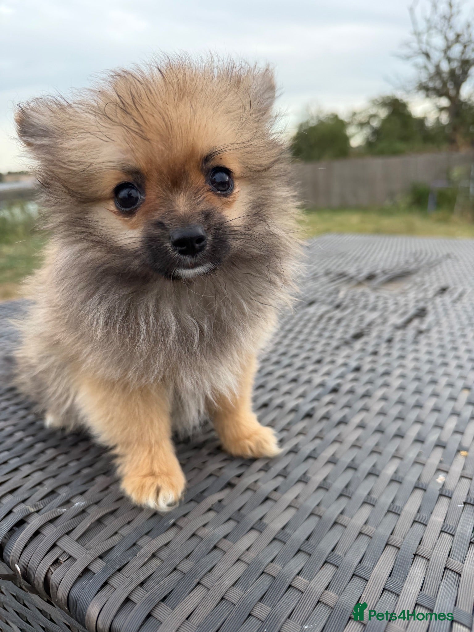Pomeranian dogs Tiny Pom boy - Advert 2