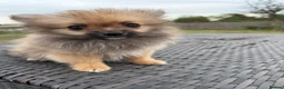 Pomeranian dogs for sale: Tiny Pom boy - Advert 1