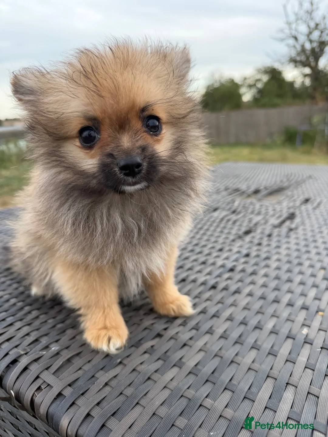 Pomeranian dogs for sale: Tiny Pom boy - Advert 1