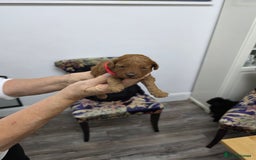 Toy Poodle dogs for sale: Our Beautiful Red little Girls for sale - Image 10