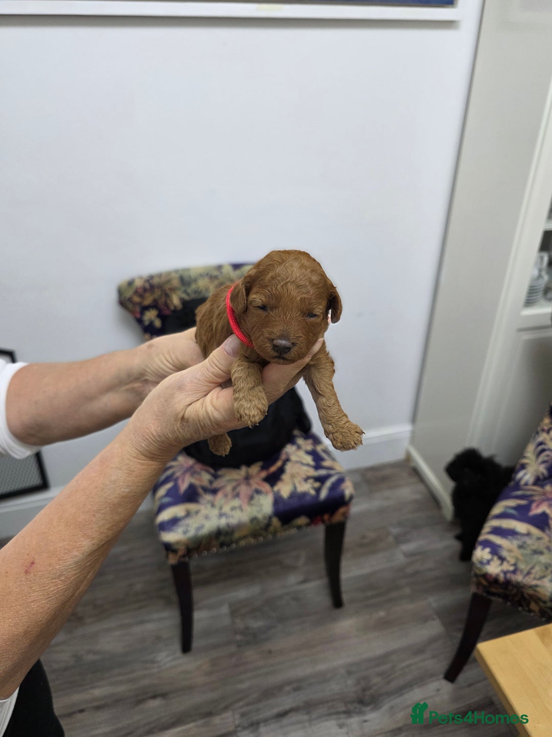 Toy Poodle dogs for sale: Our Beautiful Red little Girls for sale - Image 10