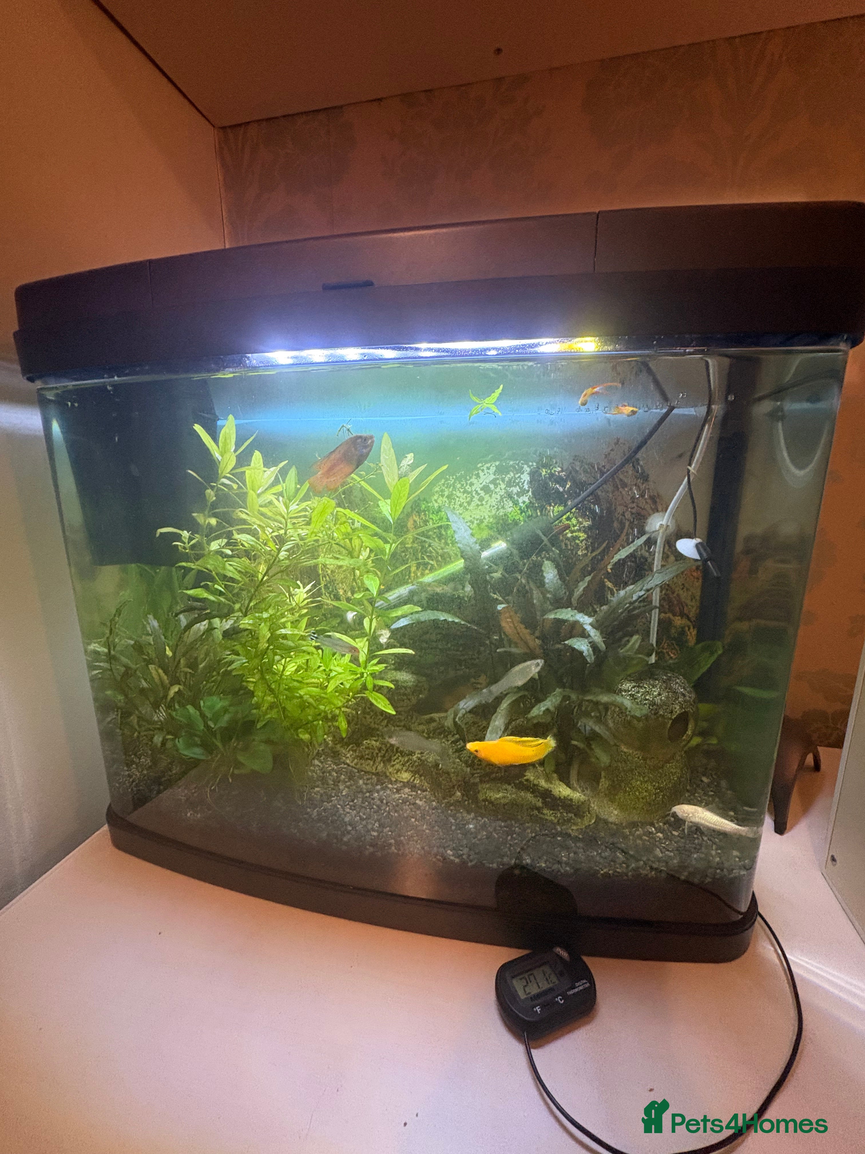 Other/Mixed Breed fish 60 Litre fish tank, accessories and fish - Advert 1