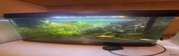 Other/Mixed Breed fish for sale: 60 Litre fish tank, accessories and fish - Advert 1