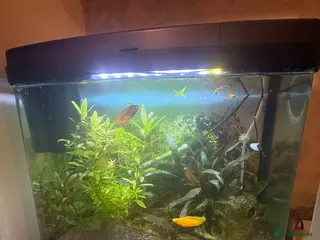 Other/Mixed Breed fish 60 Litre fish tank, accessories and fish - Advert 1