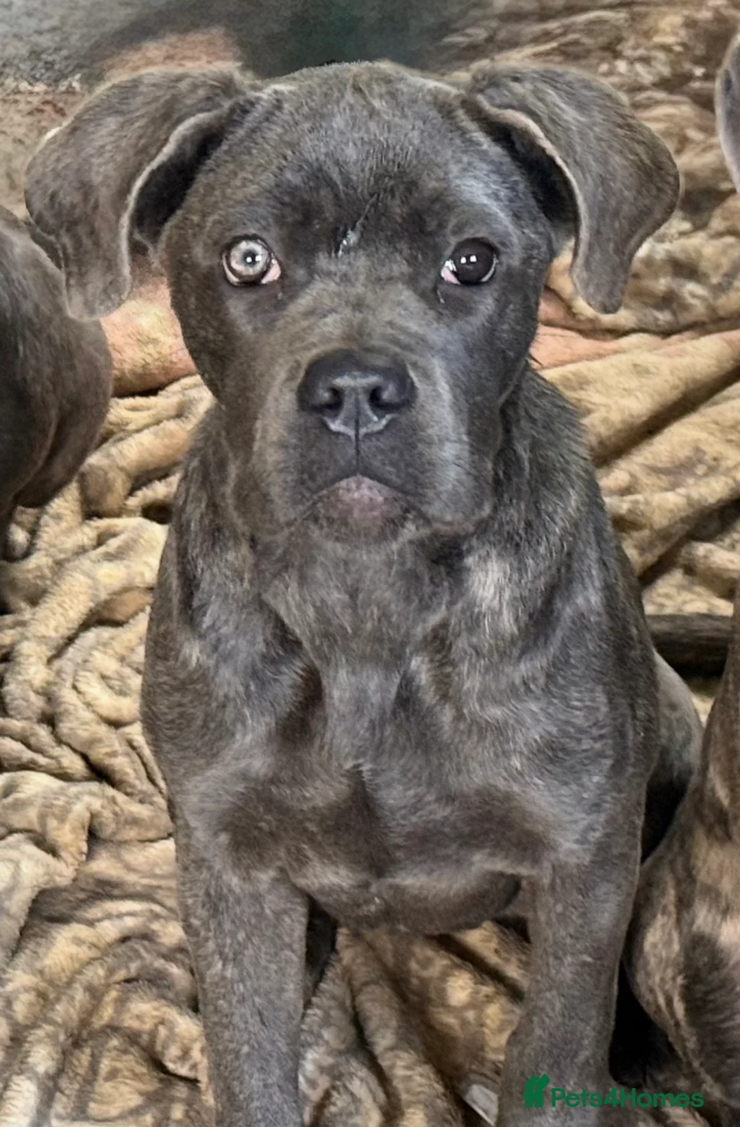 Cane Corso dogs for sale: Cane corso - Advert 2