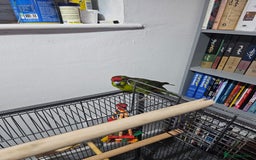 Parakeets birds for sale: Kakariki+Cage+toys+foods+bath+multivitamins+sprays - Image 3