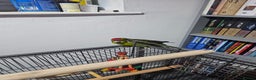 Parakeets birds for sale: Kakariki+Cage+toys+foods+bath+multivitamins+sprays - Advert 3