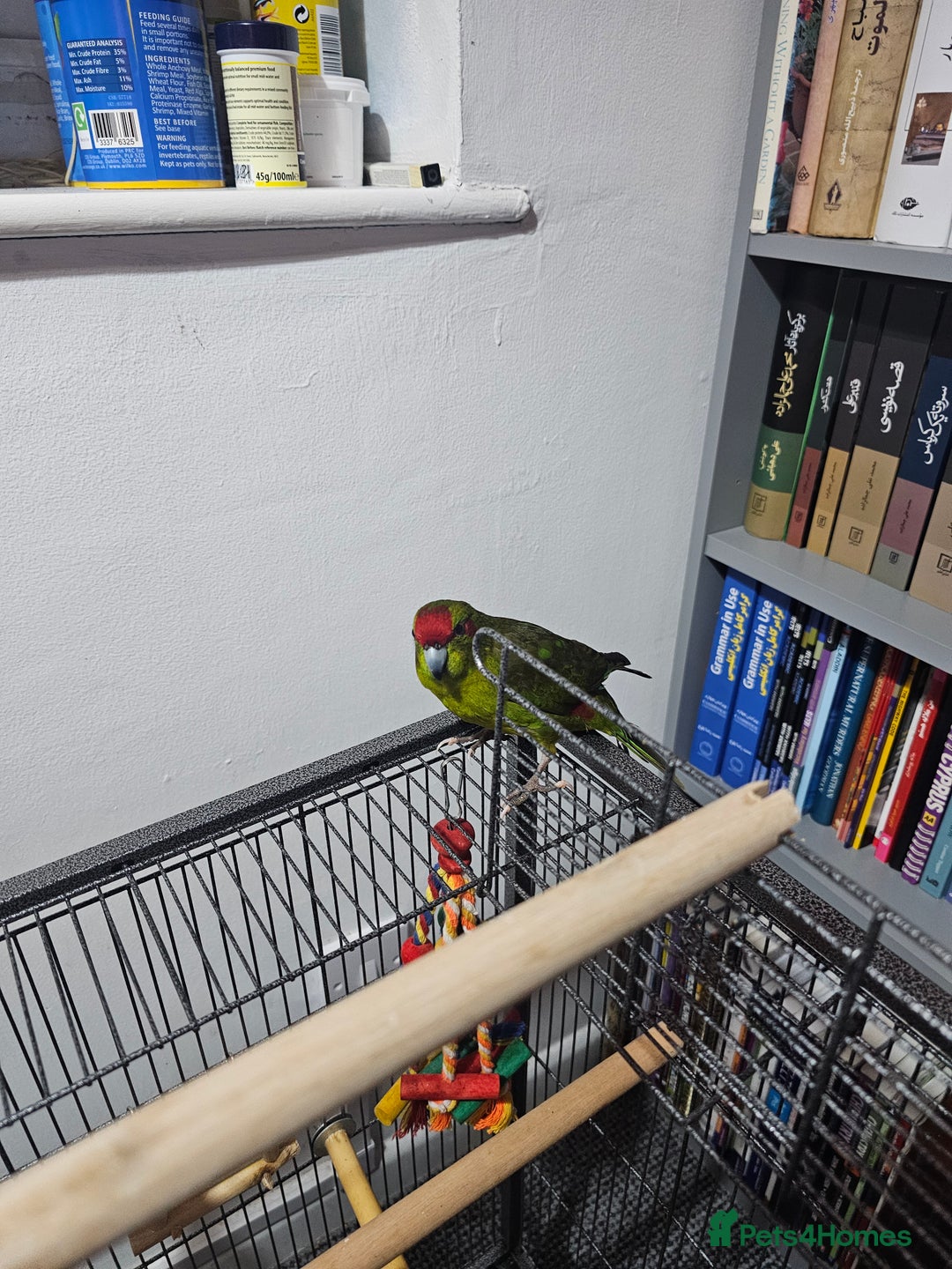 Parakeets birds for sale: Kakariki+Cage+toys+foods+bath+multivitamins+sprays - Image 3