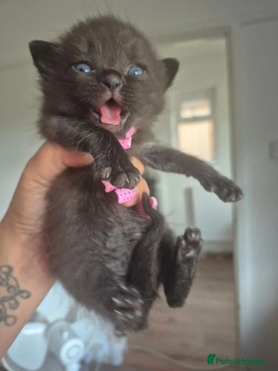 Ragdoll cats for sale: Blue point/ seal point Ragdoll kittens  - Advert 2