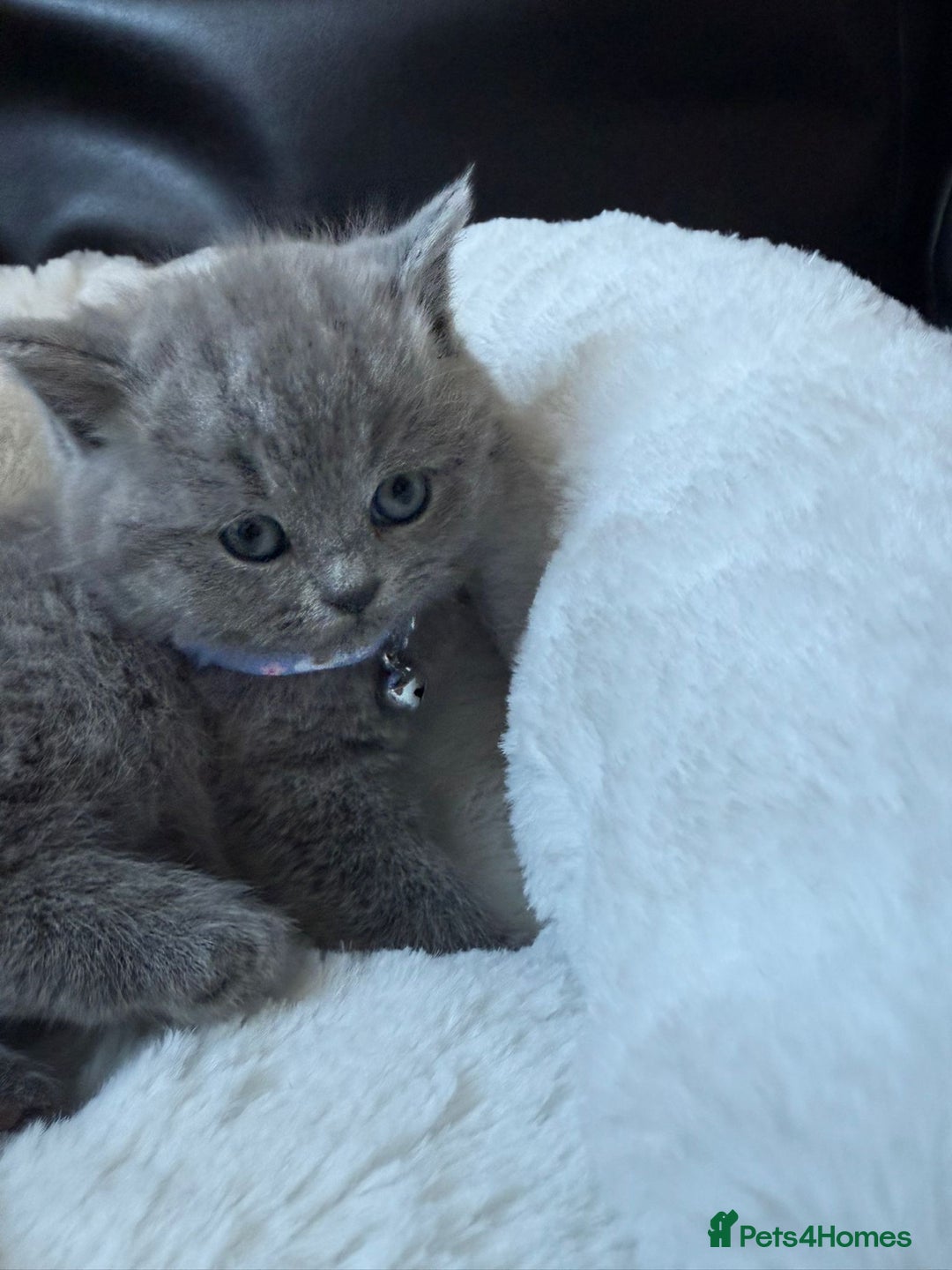 British Shorthair cats for sale: 5 beautiful British Shorthair Girls for sale - Advert 14