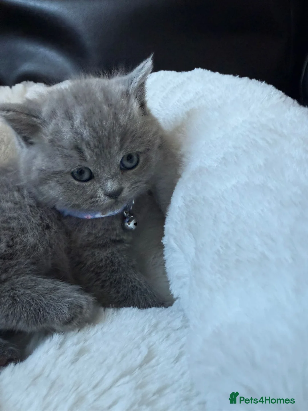 British Shorthair cats for sale: 2 British shorhair girls available  - Advert 32