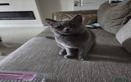 British Shorthair cats for sale: Rosie - Image 4