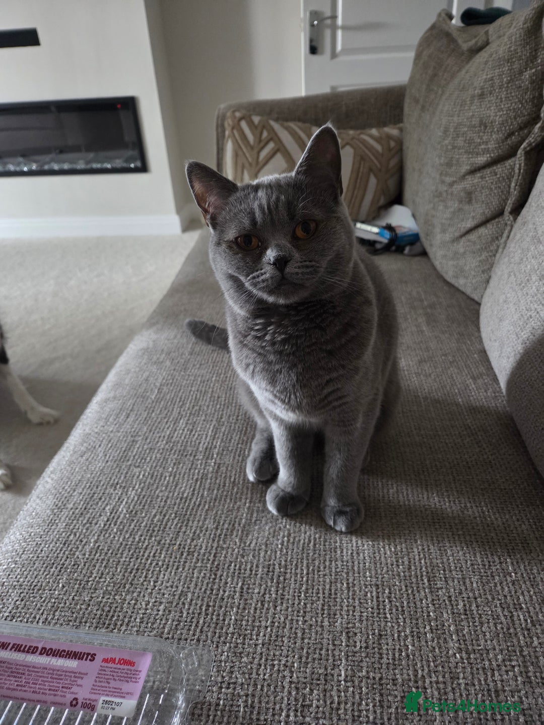 British Shorthair cats for sale: Rosie - Image 4