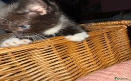 Brazilian Shorthair cats for sale: Gorgeous friendly kittens  - Image 2