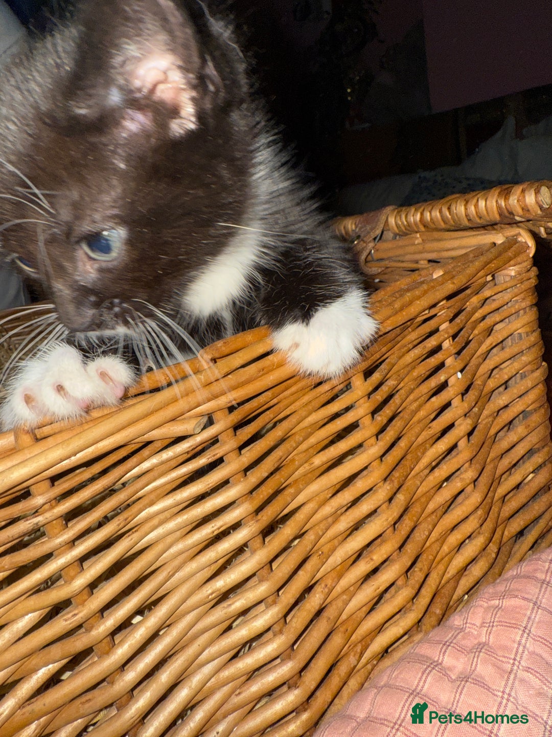 Brazilian Shorthair cats for sale: Gorgeous friendly kittens  - Image 2