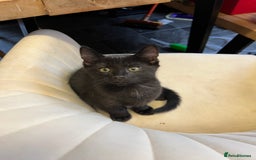 Mixed Breed cats for sale: Beautiful Kittens – Health Checked & Chipped - Image 8