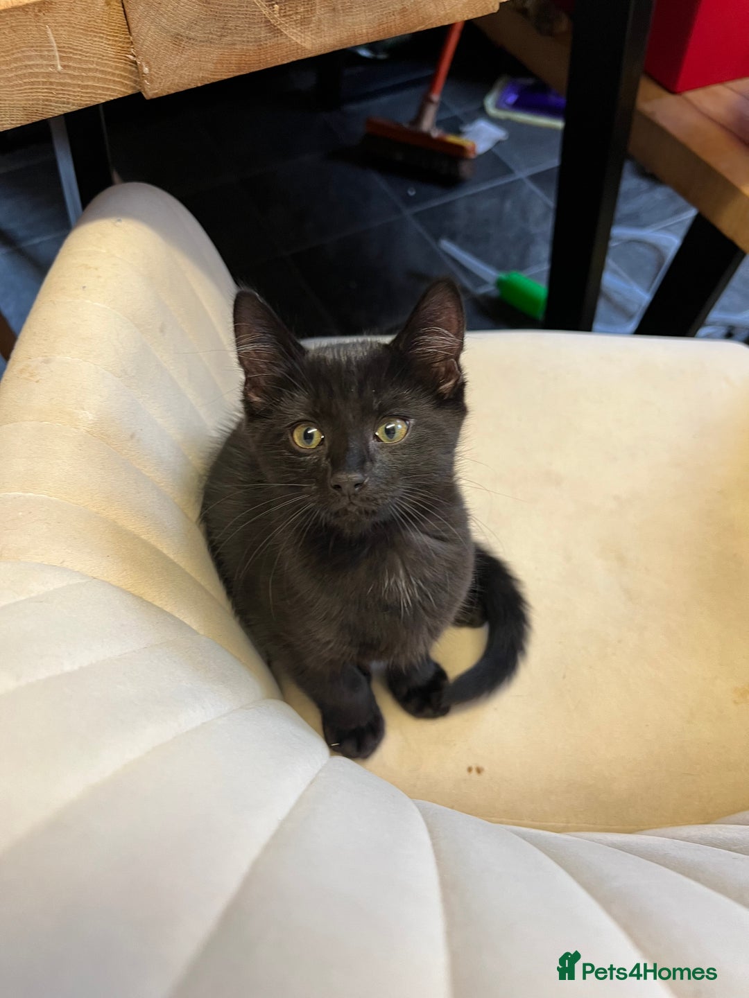 Mixed Breed cats for sale: Beautiful Kittens – Health Checked & Chipped - Image 8