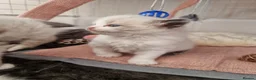 Ragdoll cats for sale: 🐾 Beautiful Ragdoll Kittens looking for homes 🐾 - Advert 23
