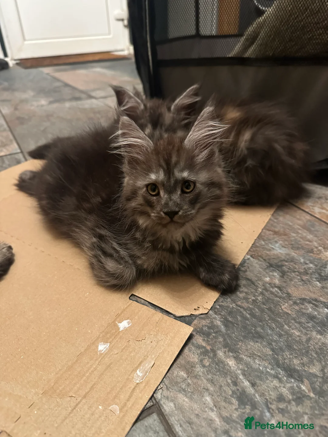 Maine Coon cats for sale: Tica Active Kittens - Advert 7