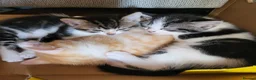 Mixed Breed cats for sale: Stunning bi-colour kittens in Ipswich - Advert 16