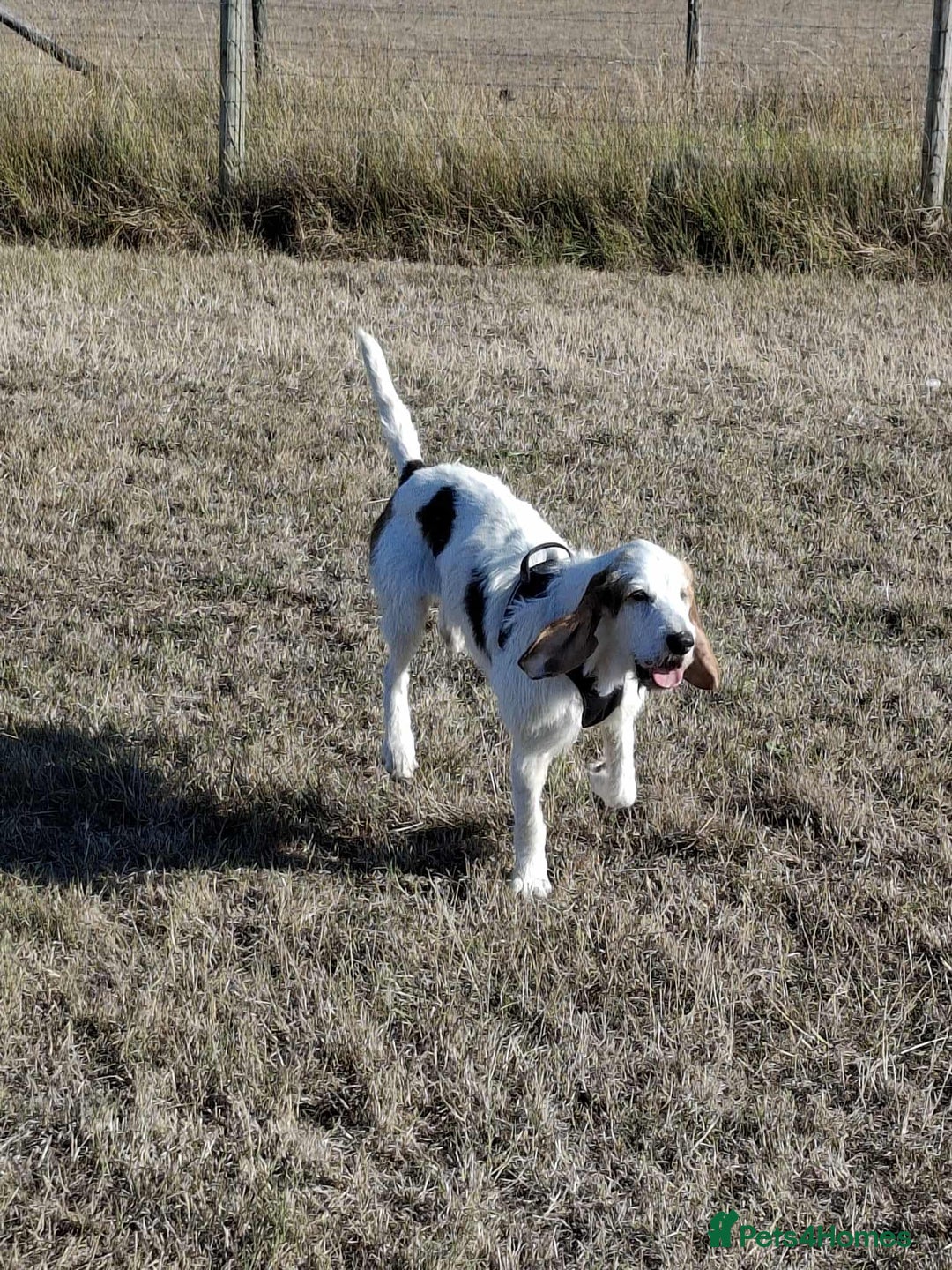 Mixed Breed dogs for adoption: Fun loving Griffon Phoenix looking for a home - Image 1
