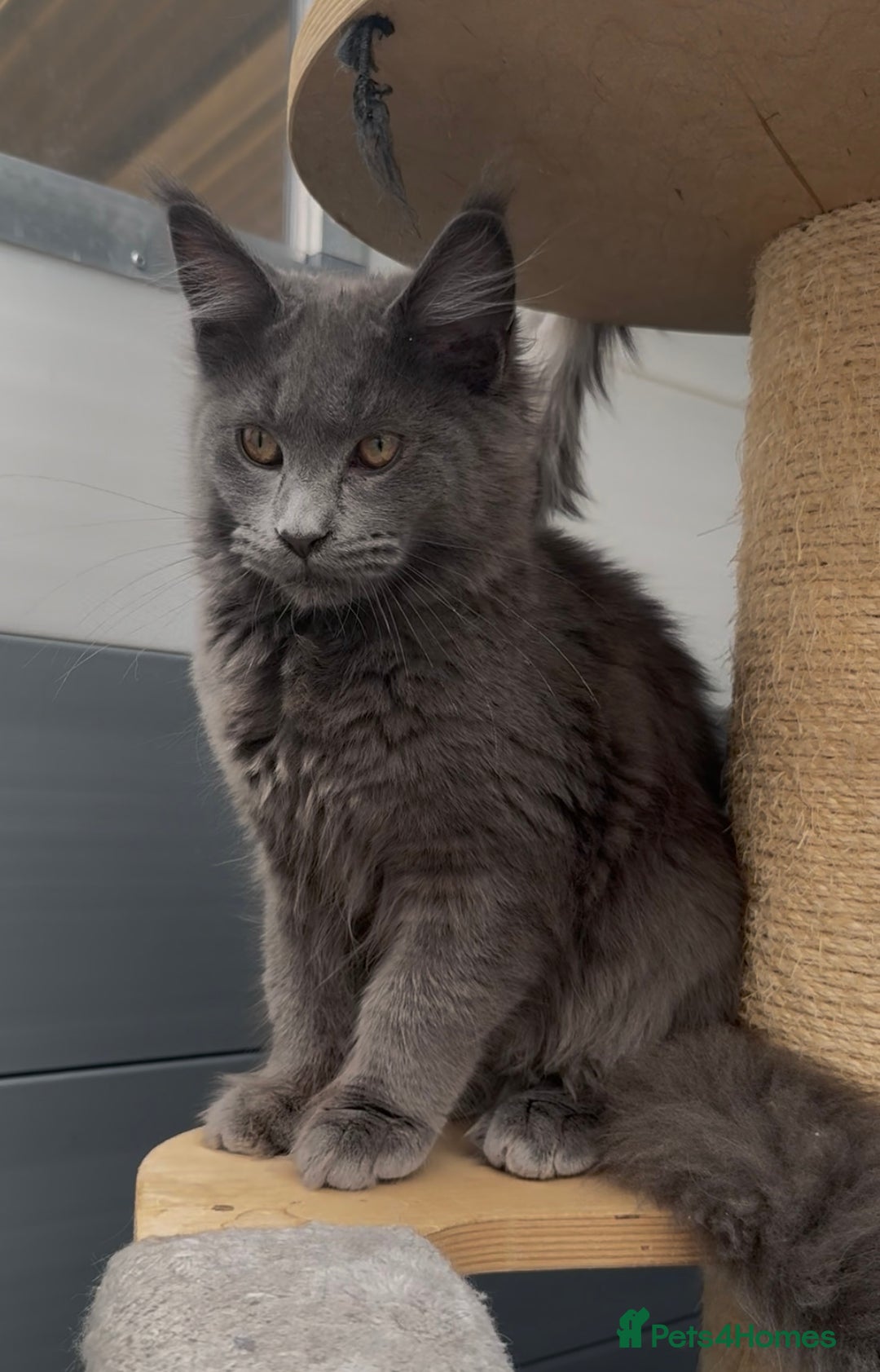 Maine Coon cats for sale: XL maine coon kittens Russia bloodlines Reduced - Advert 11