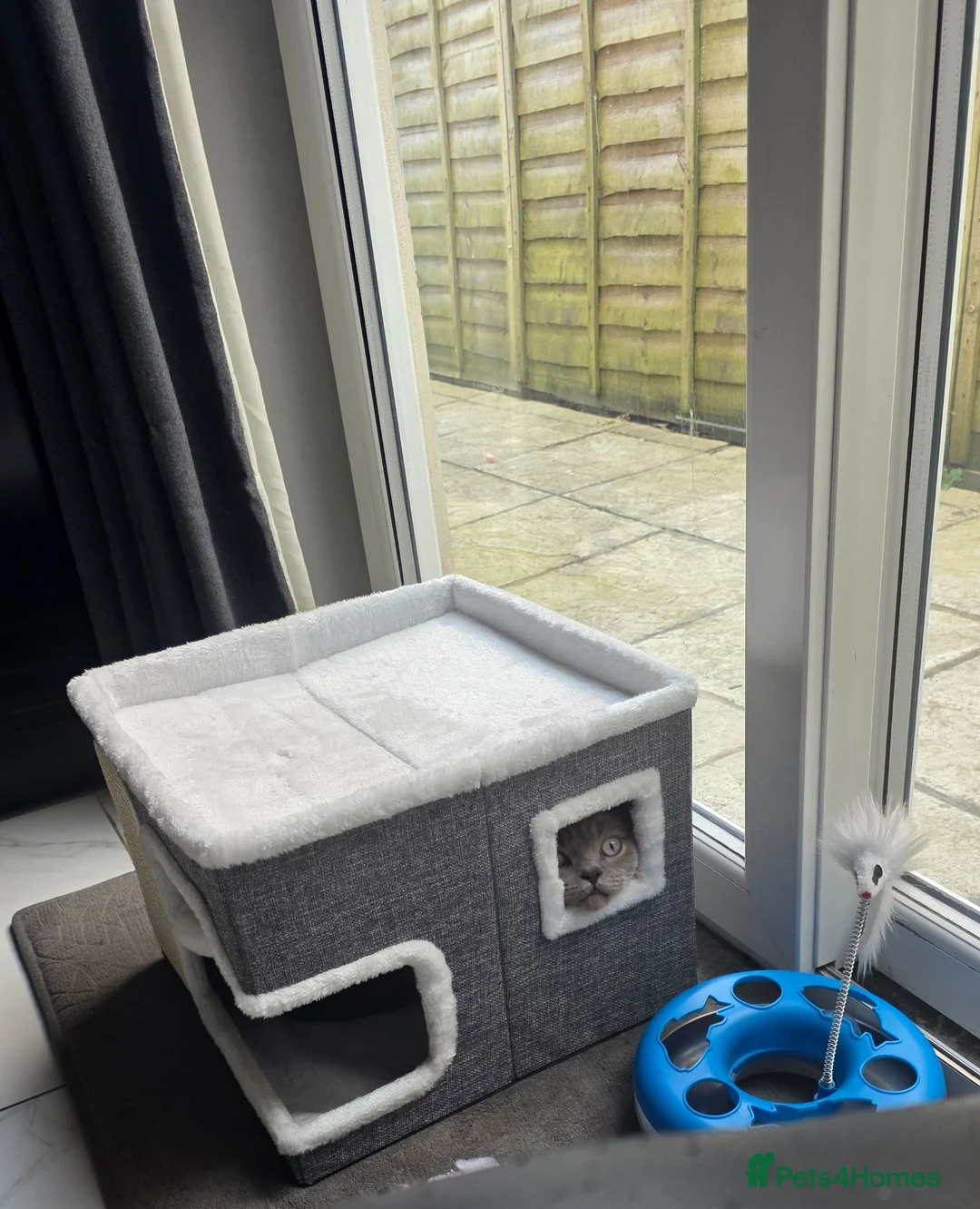 British Shorthair cats for sale: Colourpoint British Shorthair  in Cardiff - Advert 2