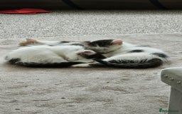 Mixed Breed cats for adoption: Gorgeous bonded pair of rescue kittens - Image 4