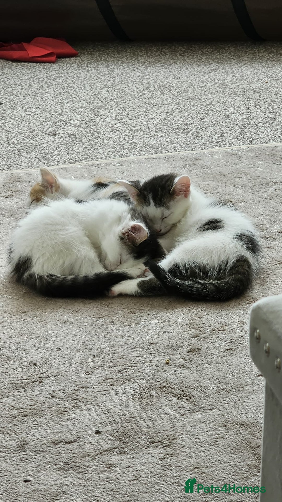 Mixed Breed cats for adoption: Gorgeous bonded pair of rescue kittens - Image 4