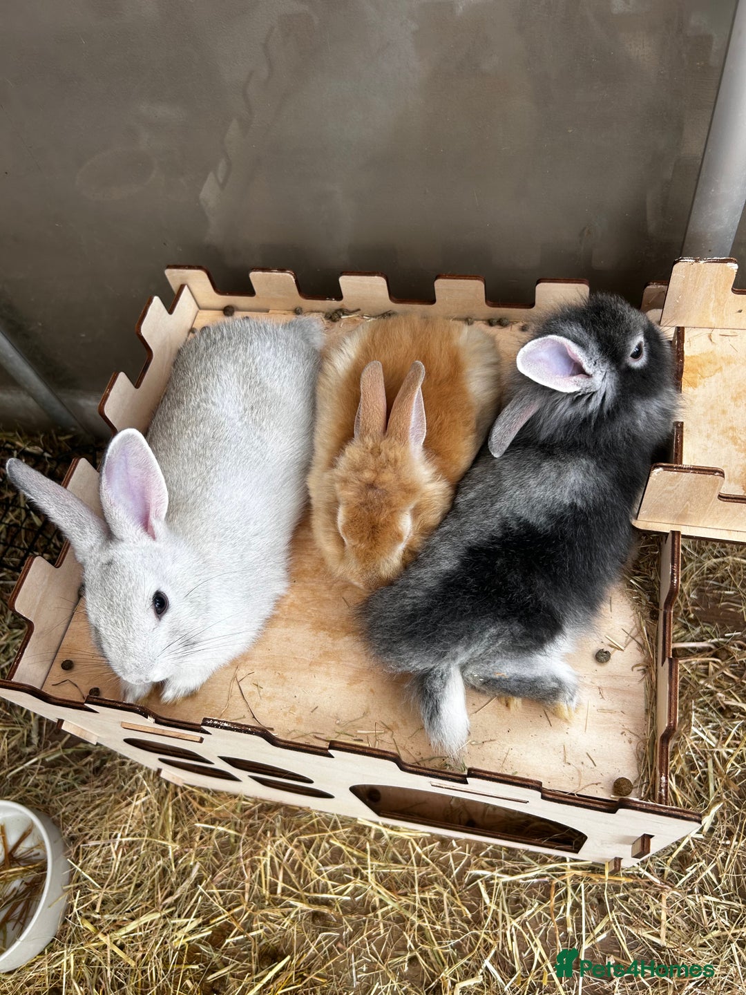 Lionhead rabbits for sale: Stunning Lionhead rabbits. 2 remaining - Image 8