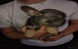 French Bulldog dogs for sale: Beautiful chunky Frenchies - Image 37
