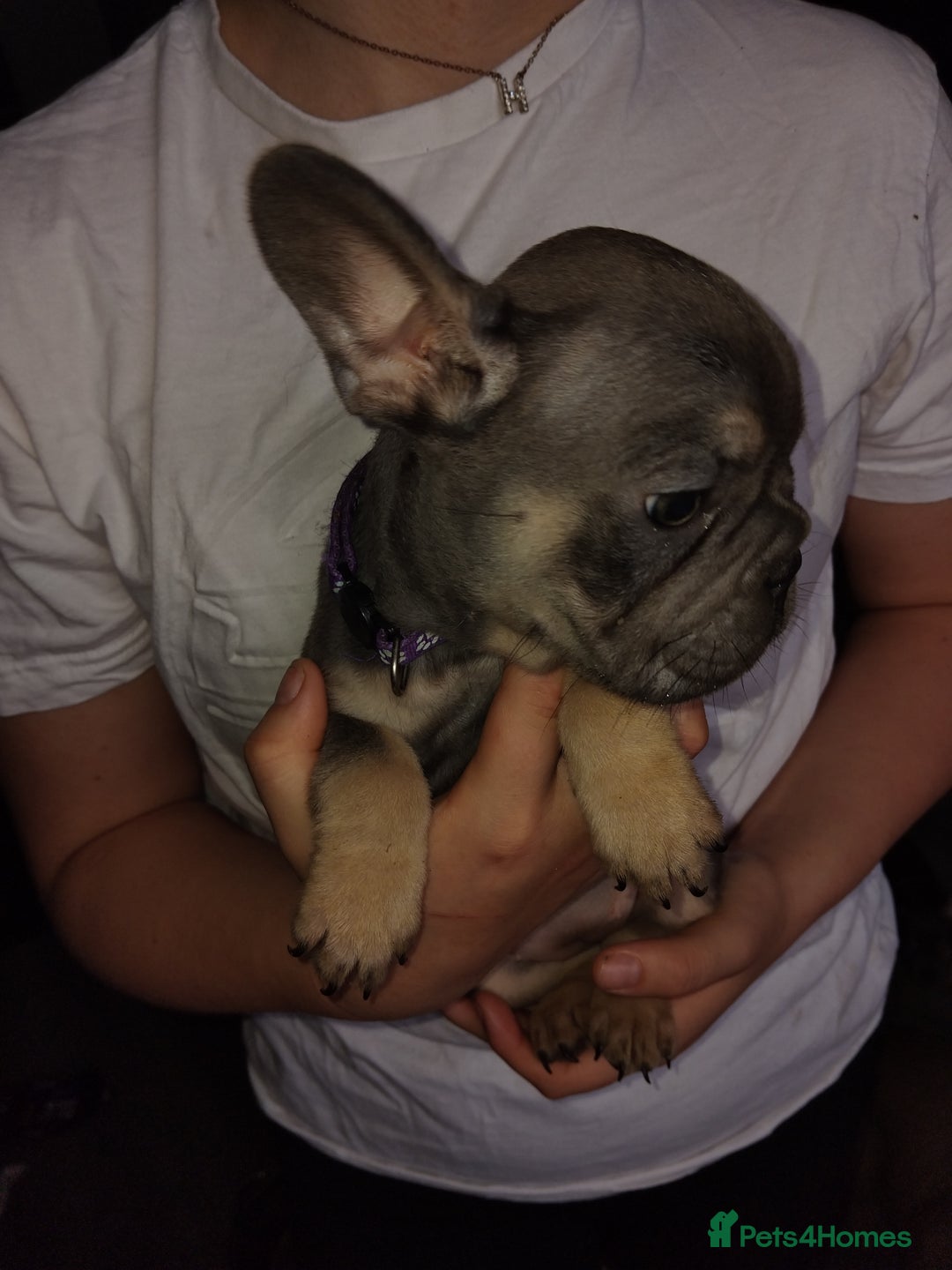 French Bulldog dogs for sale: Beautiful chunky Frenchies - Image 37