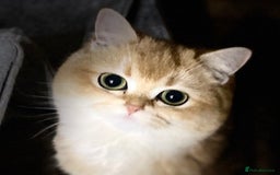 British Shorthair cats for sale: Champion lines for adoption  - Image 23