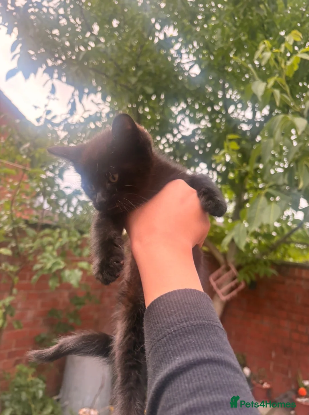 Mixed Breed cats for sale: gorgeous playful kittens 1 boy & 1 girl - Advert 14