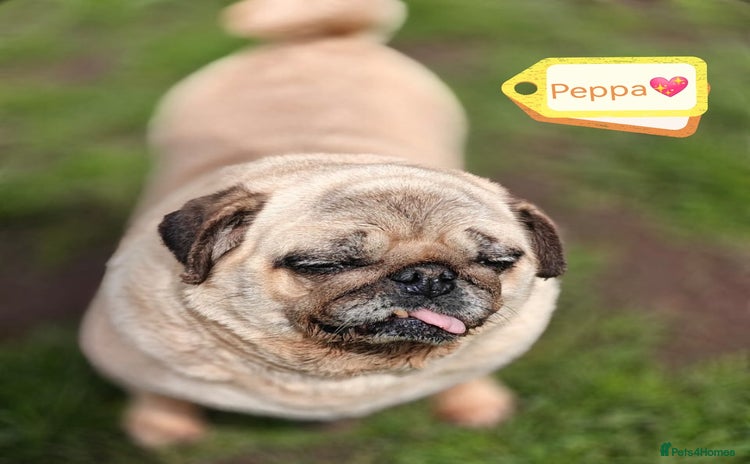 Pug dogs - Advert 1