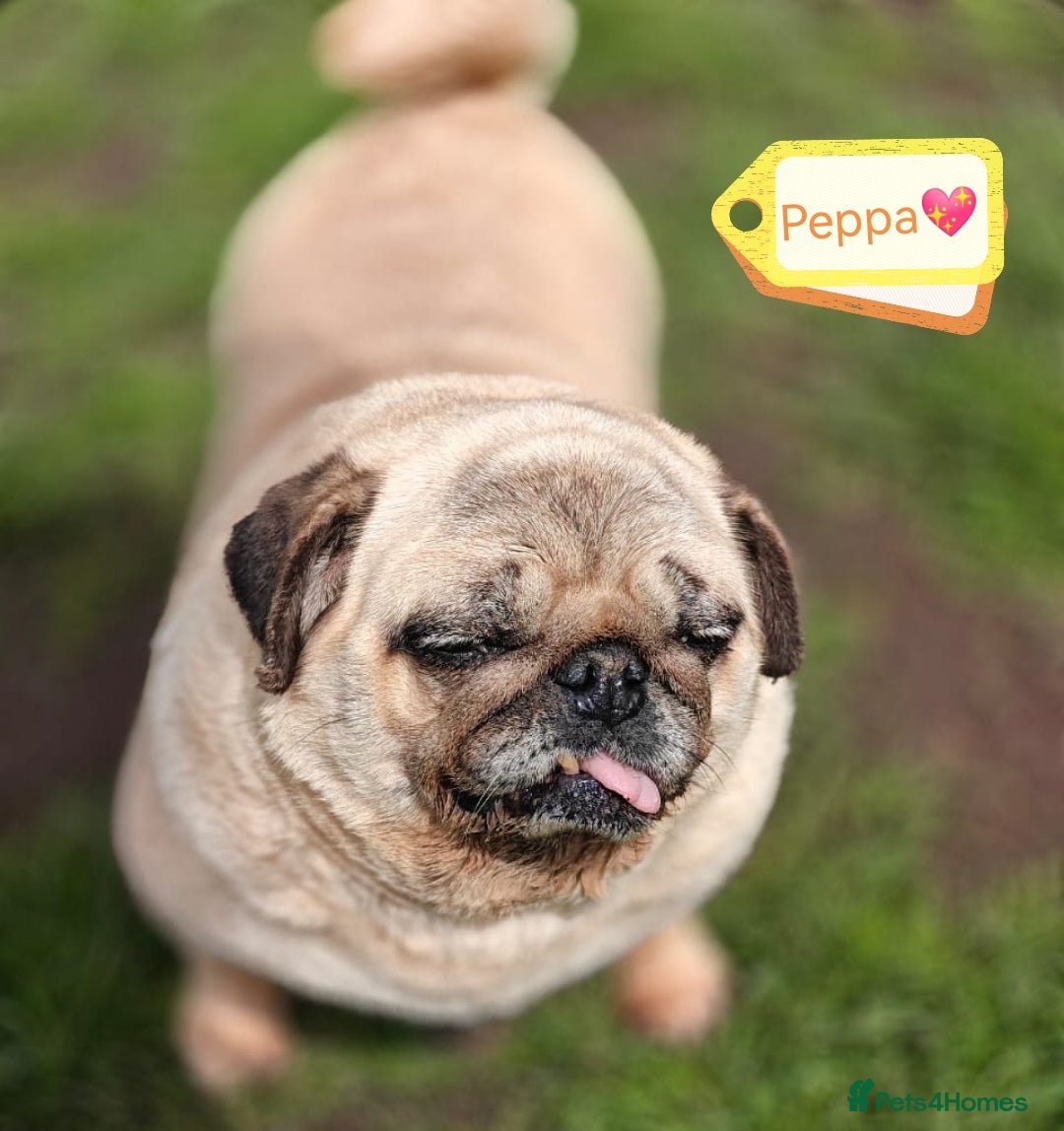 Pug dogs for adoption: 💖🐶 PEPPA 🐶💖 - Image 1