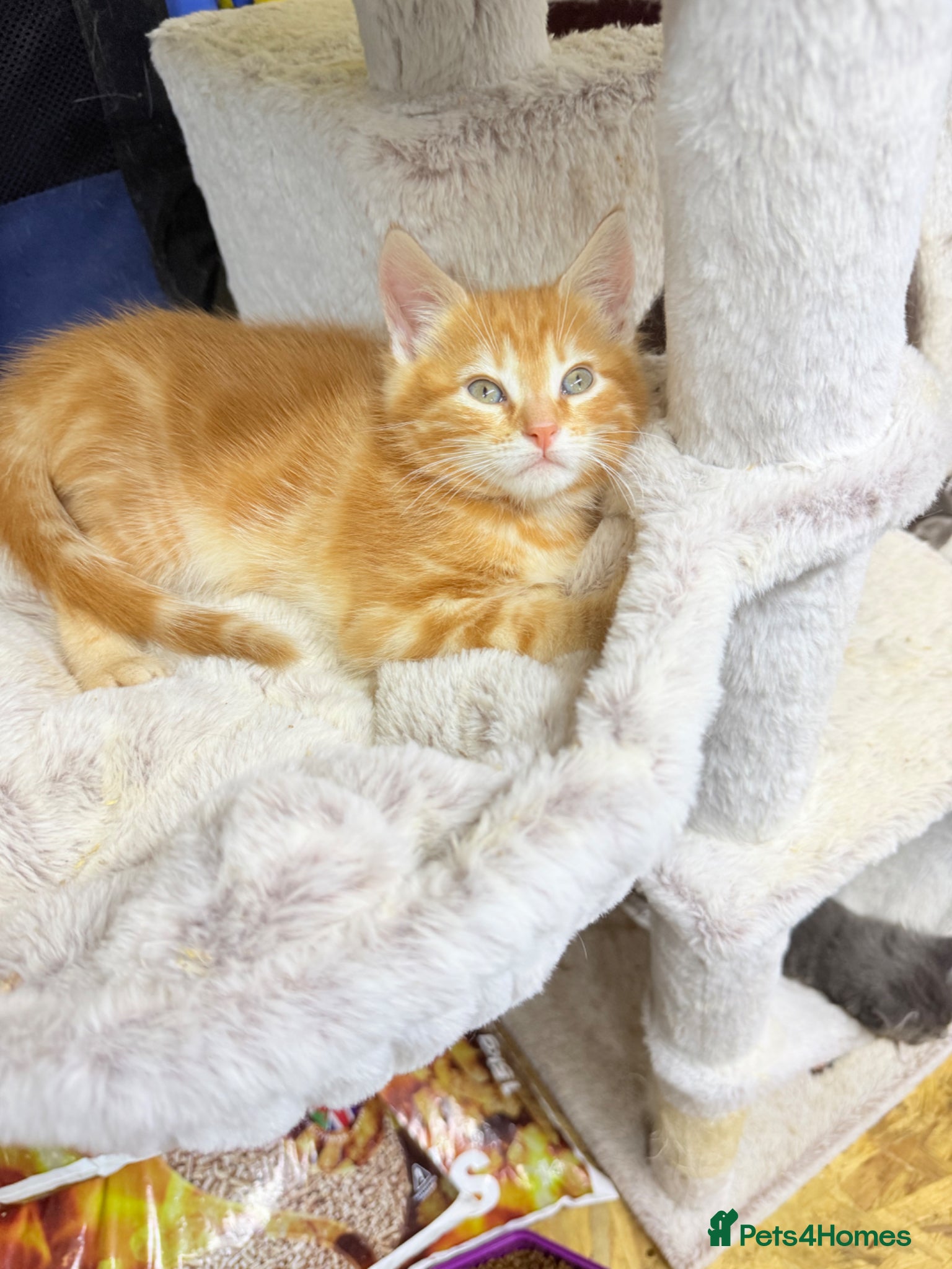 Mixed Breed cats Mainecoon x  - Advert 17