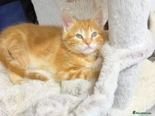 Mixed Breed cats Mainecoon x - Advert 17