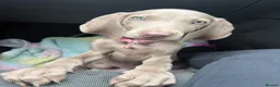 Weimaraner dogs for sale: Female Weimaraner 18 weeks old - Advert 2