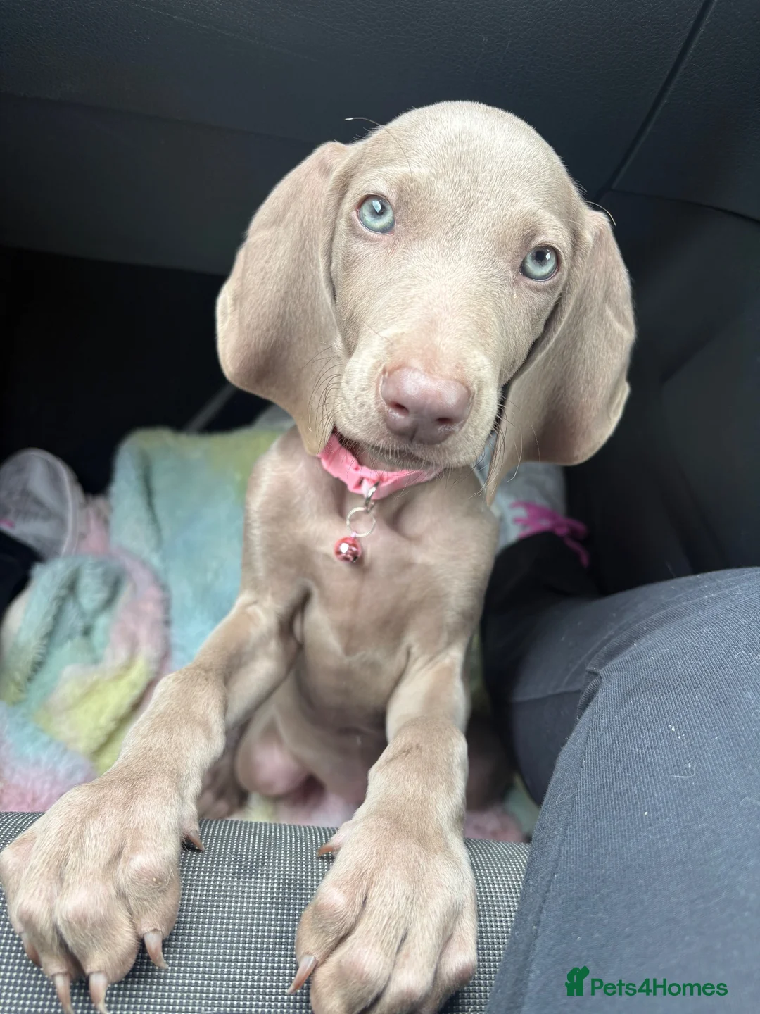 Weimaraner dogs for sale: Female Weimaraner 18 weeks old - Advert 2