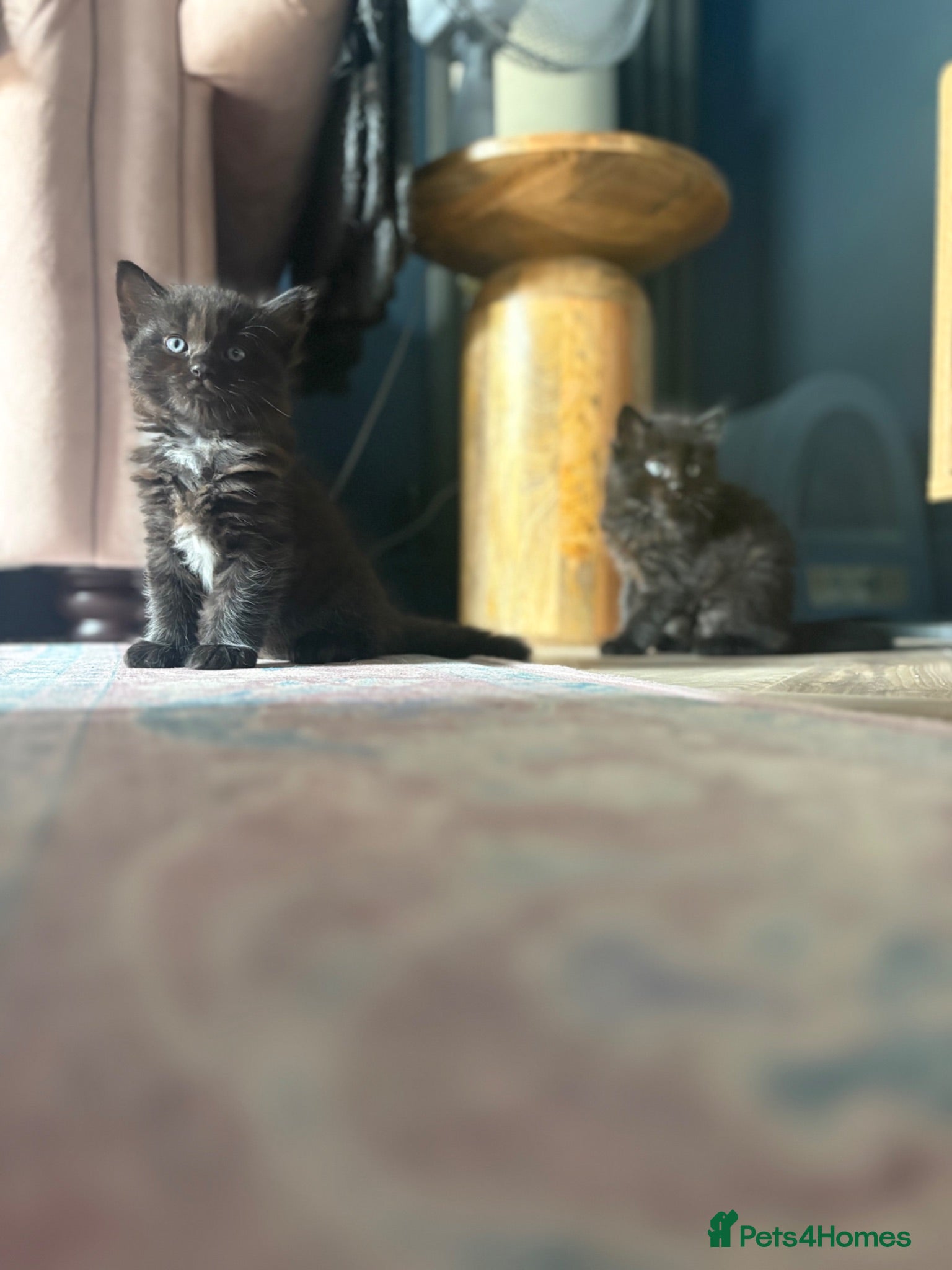 Mixed Breed cats Half Ragdoll kittens - 3 girls remaining  - Advert 3