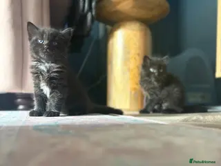 Mixed Breed cats Half Ragdoll kittens - 3 girls remaining - Advert 3