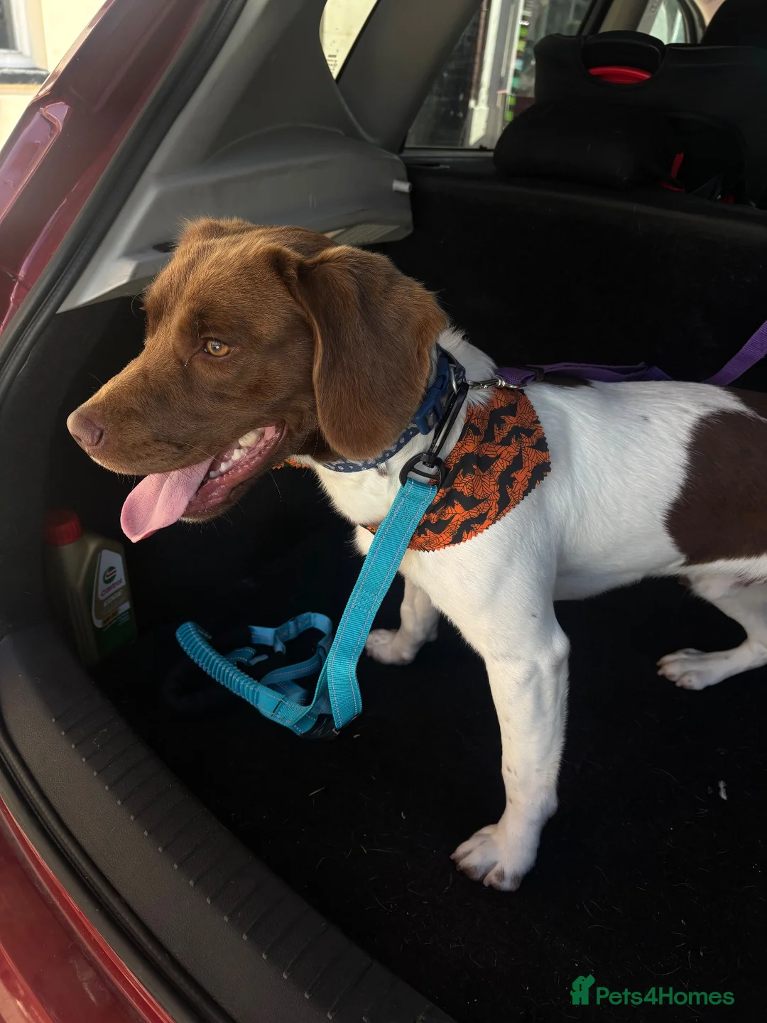Mixed Breed dogs for sale: 1 year old Labrador x spaniel x beagle - Advert 8