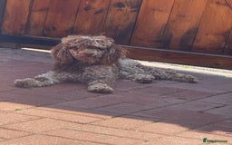 Toy Poodle dogs for stud: Chocolate Merle Toy Poodle at stud  - Image 4