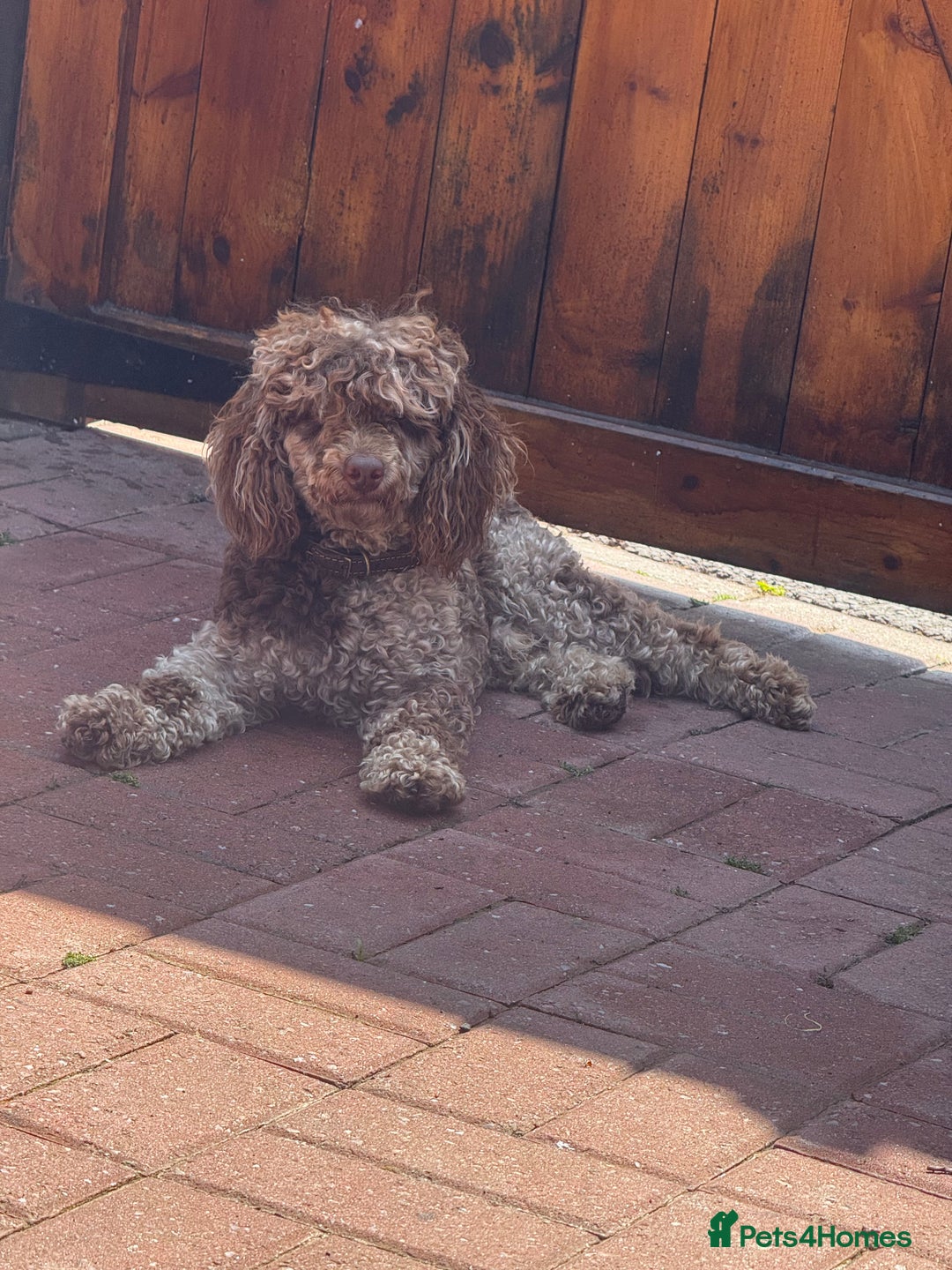 Toy Poodle dogs for stud: Chocolate Merle Toy Poodle at stud  - Image 4